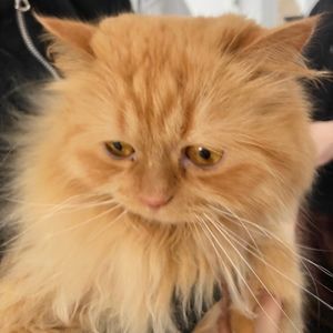 Meet your Posher, Florence